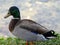 Quacking Mallard Duck