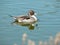 Quacking Northern Pintail duck