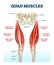 Quad leg muscles anatomy labeled diagram, vector illustration fitness poster