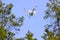 Quadcopter Drone flying over tree tops on blue sky.