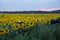 Quadcopter drone hovered over the sunflowers in the field of sunflowers, the camera of the photographer takes a photo of the field