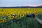 Quadcopter drone hovered over the sunflowers in the field of sunflowers, the camera of the photographer takes a photo of the field