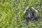 Quadcopter grid grass background nobody