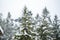 Quadcopter launch in winter snowy forest