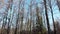 The quadcopter rises and removes the panorama of the winter forest. Sunbeam hits the camera