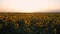 Quadcopter takeoff over a field of flowering sunflowers on the background of a beautiful sunset