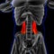 Quadratus Lumborum Muscle Anatomy For Medical Concept 3D Illustration