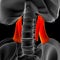 Quadratus Lumborum Muscle Anatomy For Medical Concept 3D Illustration