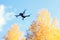 Quadrocopter flying next to the autumn trees against the blue sky. Remote controlled drone with camera