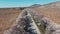 A quadrocopter shot of an old road with a flowering almond on which the car rides