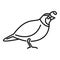 Quail adorable icon, outline style