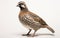 A Quail Against White -Generative Ai