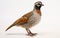 A Quail Against White -Generative Ai