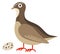 Quail cartoon icon. Gray bird with spotty egg