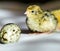 Quail chick