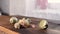 A quail chick hatches from an egg close-up on a wooden background.