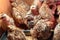 Quail Chicks in a cage on the farm.