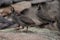 Quail Chicks Following Dad