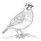 Quail Coloring Pages: Free Downloadable Colouring Books