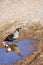 A Quail in the Desert, and its Reflection