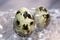 Quail egg so close, bird offspring, healthy protein food