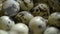 Quail egg group, closeup