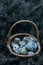 Quail eggs in the basket coniferous branches background