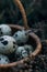 Quail eggs in the basket coniferous branches background close up soft focuss
