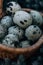 Quail eggs in the basket coniferous branches background soft focuss close up