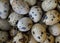 Quail eggs close-up