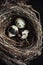 Quail eggs on a dark black background. Bird spotted eggs in a real nest. Several objects. Healthy food