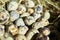 Quail eggs on hay, close up photo for farm market ad. Natural organic ecofriendly products for healthy eating