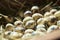 Quail eggs on hay, close up photo. Natural organic ecofriendly products in farm store or rural market