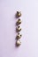 Quail eggs lined up in a row on purple background