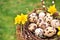 Quail eggs in nest decorated with yellow flowers. Copy space.