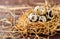 Quail eggs in a nest of dry grass, hay, on a wooden background. Easter festive background