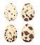 Quail eggs. Raw product, breakfast fresh. Isolated spotted eggs