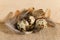 Quail eggs on a rough burlap cloth with beautiful feathers on a wooden surface background