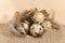 Quail eggs on a rough burlap cloth with beautiful feathers on a wooden surface background