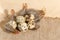 Quail eggs on a rough burlap cloth with beautiful feathers on a wooden surface background