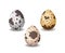 Quail eggs. Semi realistic vector image