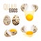 Quail eggs, whole and broken vector illustration