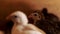 Quail in farm shed on poultry farming. Close up quail bird on poultry farm.