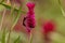 Quail Grass Flowering Plant with a wasp