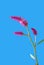 Quail Grass Latin name Celosia Argentea