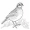 Quail Outline Coloring Page For Children\\\'s Coloring Book