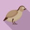 Quail wild icon, flat style