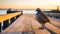 Quail On Wooden Pier At Sunset - Stunning Duckcore Photography