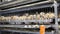 Quails in cages at poultry farm