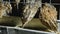 Quails in cages at poultry farm during feeding